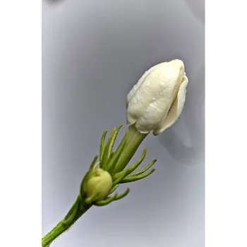 Fresh Jasmine Flowers